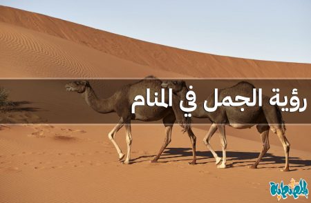 الجمل في المنام