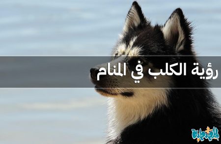 الكلب في المنام
