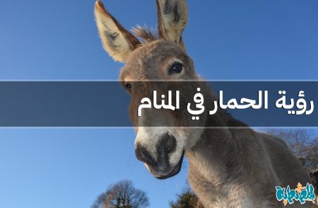 الحمار في المنام
