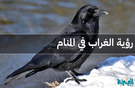 الغراب في المنام