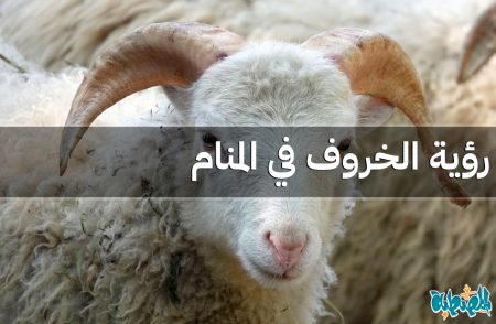 الخروف في المنام
