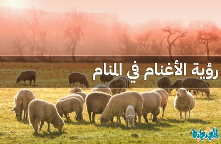 الغنم في المنام