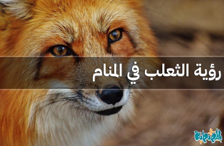 الثعلب في المنام