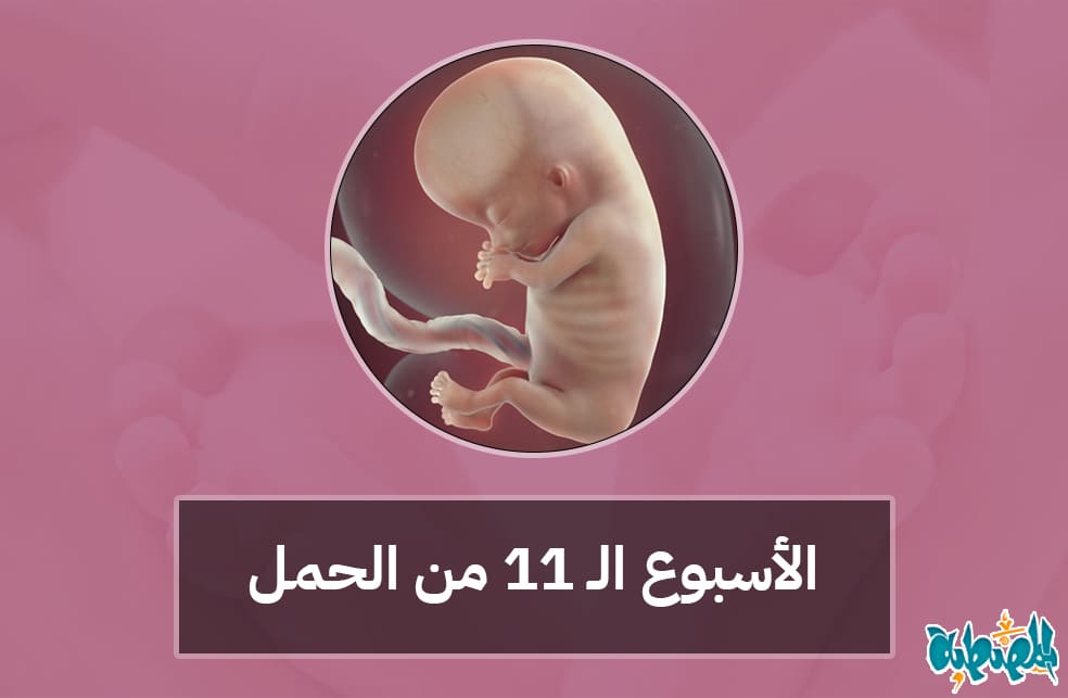 الأسبوع الحادي عشر من الحمل