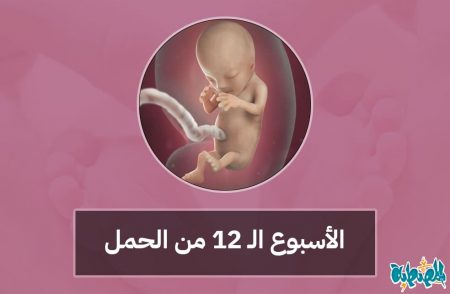 الأسبوع الثاني عشر من الحمل