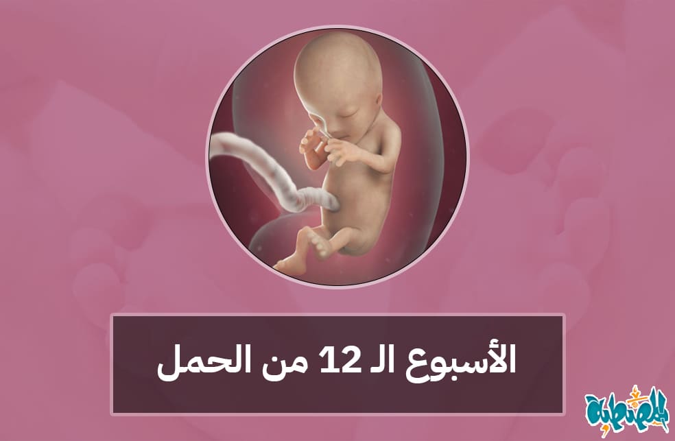 الأسبوع الثاني عشر من الحمل