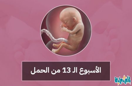 الأسبوع الثالث عشر من الحمل