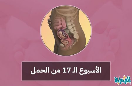الأسبوع السابع عشر من الحمل