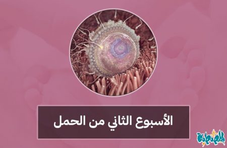 الأسبوع الثاني من الحمل