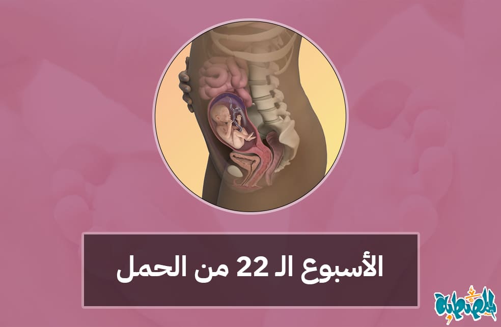الأسبوع الثاني والعشرون من الحمل