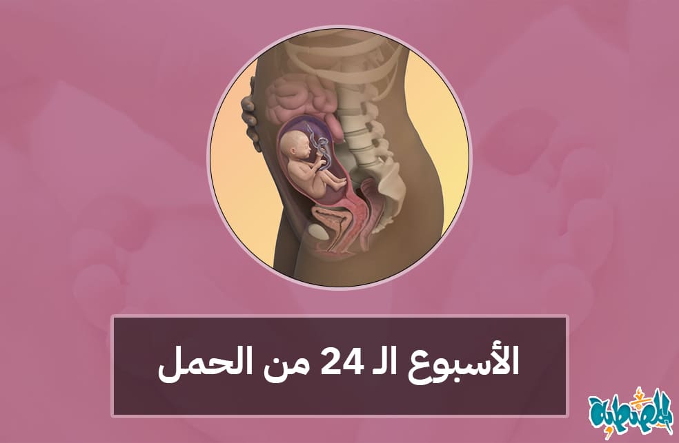 الأسبوع الرابع والعشرون من الحمل
