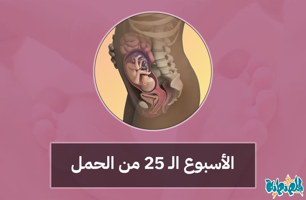 الأسبوع الخامس والعشرون من الحمل