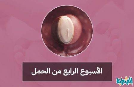 الأسبوع الرابع من الحمل