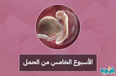 الأسبوع الخامس من الحمل