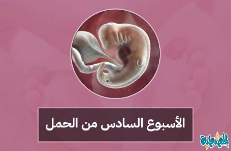 الأسبوع السادس من الحمل