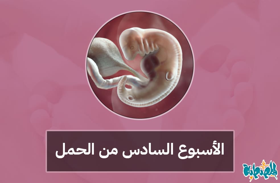 الأسبوع السادس من الحمل