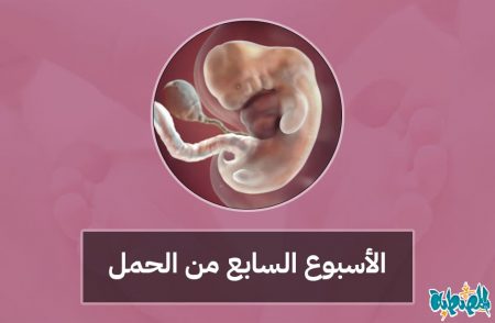الأسبوع السابع من الحمل