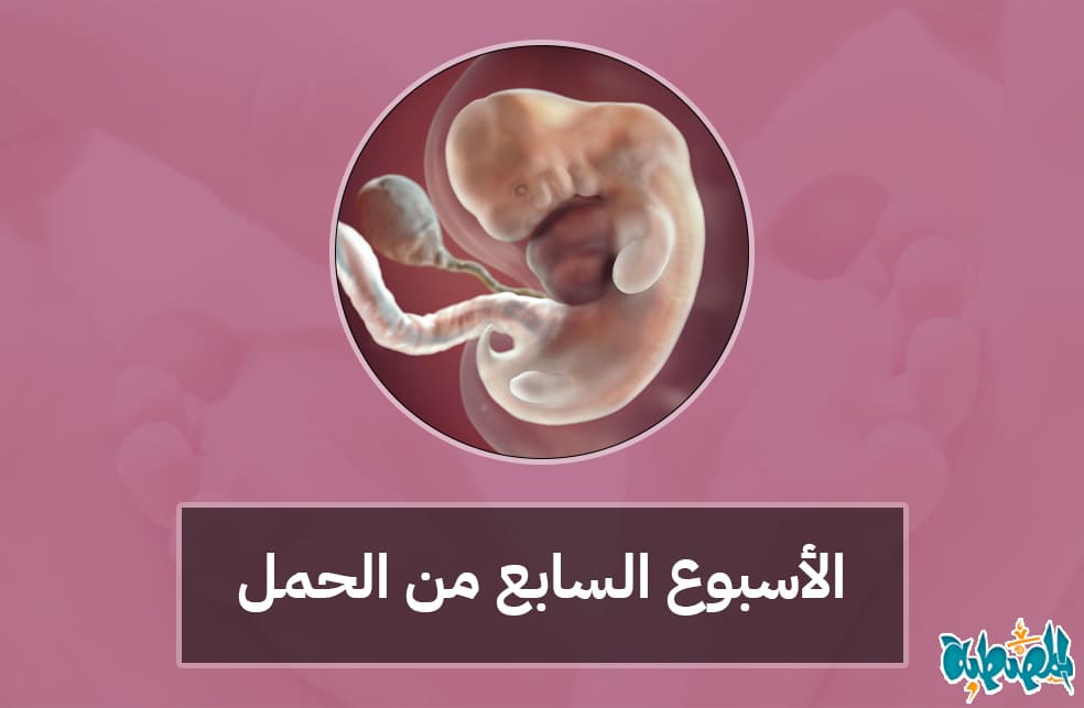 الأسبوع السابع من الحمل