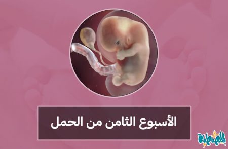 الأسبوع الثامن من الحمل
