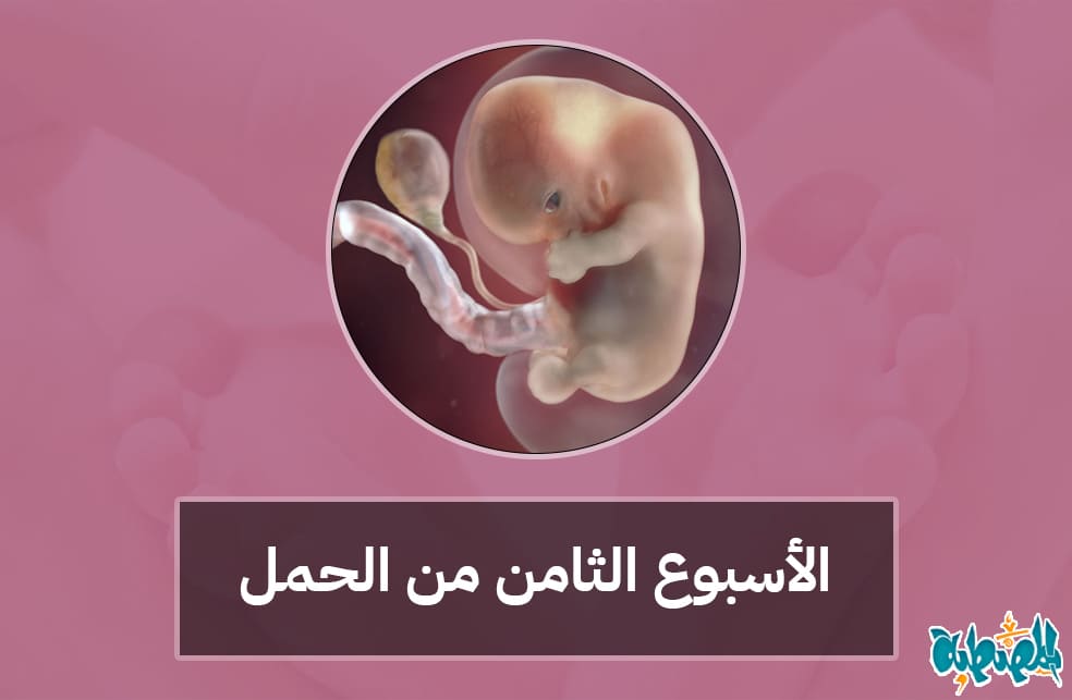 الأسبوع الثامن من الحمل