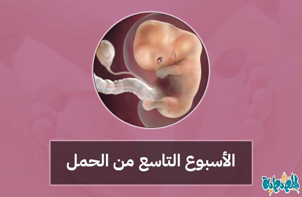 الأسبوع التاسع من الحمل